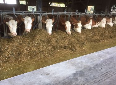 Voergang vloer, runderen, pluimvee, koeien stal, kippen stal, varkens stal, mestroosters